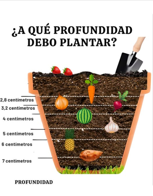 Guía de plantación de bulbos, verduras y frutas: la profundidad adecuada para una floración y una cosecha deslumbrantes 凌 5 cm de profundidad Bulbos: Campanillas Galanthus, crocus, iris. 塞 Verduras: Ajo dientes hacia arriba. Frutas: Corona de piña insertada ligeramente en el suelo. 810 cm de profundidad Bulbos: Muscaris, ranúnculos, jacintos, tulipanes. 凜 Verduras: Cebollas, patatas para iniciar el cultivo. Frutas: Hijos de platanero, plantados profundamente para un buen anclaje. 1520 cm de profundidad Bulbos: Narcisos, aliños, lirios, fritillarias. 凌 Verduras: Batatas, topinambur necesitan un buen enraizamiento. Frutas: Vides uvas plantas jóvenes instaladas profundamente para raíces robustas. Consejos esenciales para todos: Oriente correctamente bulbos y coronas hacia arriba Respete los espacios según el tamaño del bulbo o planta Enriquecé el suelo con compost o harina de huesos Riegue después de plantar y cubra con mantillo en caso de frío Períodos ideales: Otoño: Para flores en primavera y verduras de raíz resistentes Primavera: Para floraciones estivales, fresas, melones y cultivos que aman el calor 凜 Con la profundidad correcta, bulbos, verduras y frutas florecen para un jardín magnífico y generoso! #Bulbes #Bulbos #LégumesDuJardin #VerdurasDelJardín #FruitsMaison #FrutasCasa