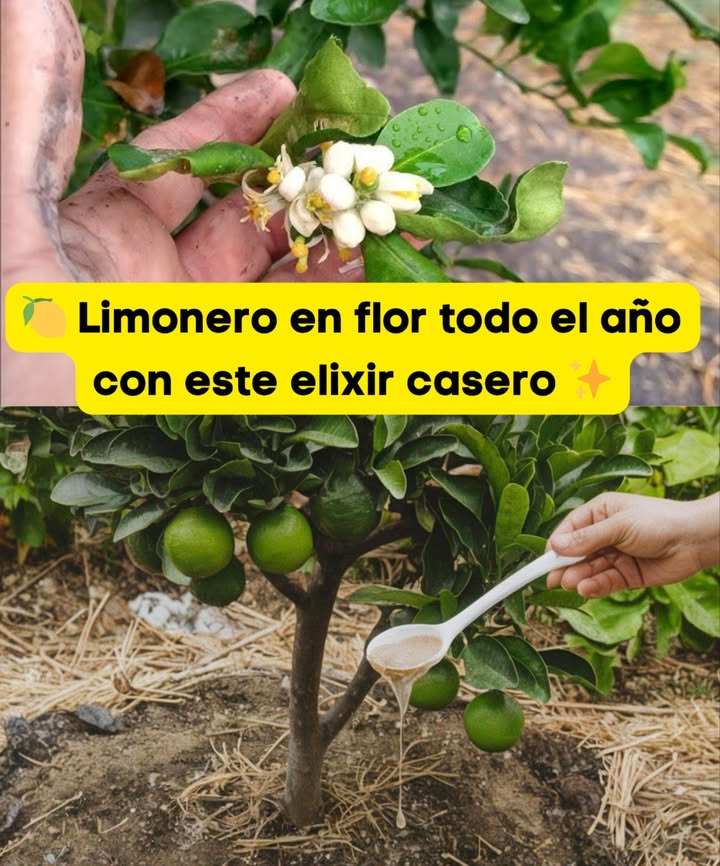 Tu limonero florecerá todo el año con este elixir casero! Es fácil, nutritivo y muy eficaz para fomentar la producción de flores y frutos. 籠 Aquí te dejamos la preparación paso a paso: 1. Mezcla 1 litro de agua con 4 cucharaditas de avena en polvo. 2. Añade 1 cucharadita de canela y 1 cucharadita de azúcar moreno. 3. Cubre la mezcla con un paño y déjala fermentar durante 2 días en un lugar cálido. 4. Luego, diluye la mezcla en 5 litros de agua. 5. Aplica directamente sobre la tierra, cerca de las raíces del limonero. 6. Repite este proceso cada 15 días para asegurar una floración continua. Este elixir, rico en nutrientes naturales, fortalecerá tu árbol y promoverá flores abundantes. Tu limonero lo apreciará!