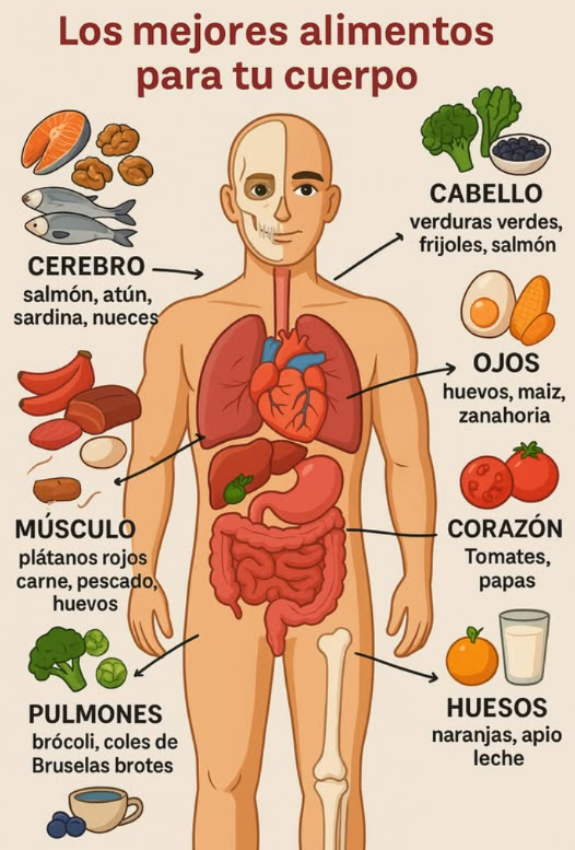 los mejores alimentos para fortalecer tu cuerpo de manera natural y mantenerte sano todos los días 易 cerebro: incluye salmón atún sardinas y nueces en tu dieta son ricos en omega 3 y antioxidantes que mejoran la memoria y la concentración cabello: consume verduras verdes frijoles y salmón fortalecen el cabello desde la raíz y estimulan su crecimiento ojos: agrega huevos maíz y zanahorias aportan vitamina a y luteína que cuidan la visión y previenen el cansancio ocular corazón: come tomates y papas ayudan a mantener una buena circulación y protegen la salud del corazón músculos: elige plátanos rojos carne pescado y huevos son fuente de proteínas y potasio que fortalecen y recuperan los músculos pulmones: añade brócoli coles de bruselas y brotes limpian los pulmones y mejoran la respiración piel: consume salmón té verde y arándanos hidratan la piel y combaten el envejecimiento prematuro 領 huesos: naranjas apio y leche son esenciales para fortalecer los huesos y prevenir la osteoporosis intestinos: incorpora ciruelas pasas y yogur ayudan a una buena digestión y regulan el tránsito intestinal incluye estos alimentos en tus comidas diarias para cuidar cada parte de tu cuerpo y sentirte lleno de energía cada día #saludnatural #alimentosqueusan #nutricion