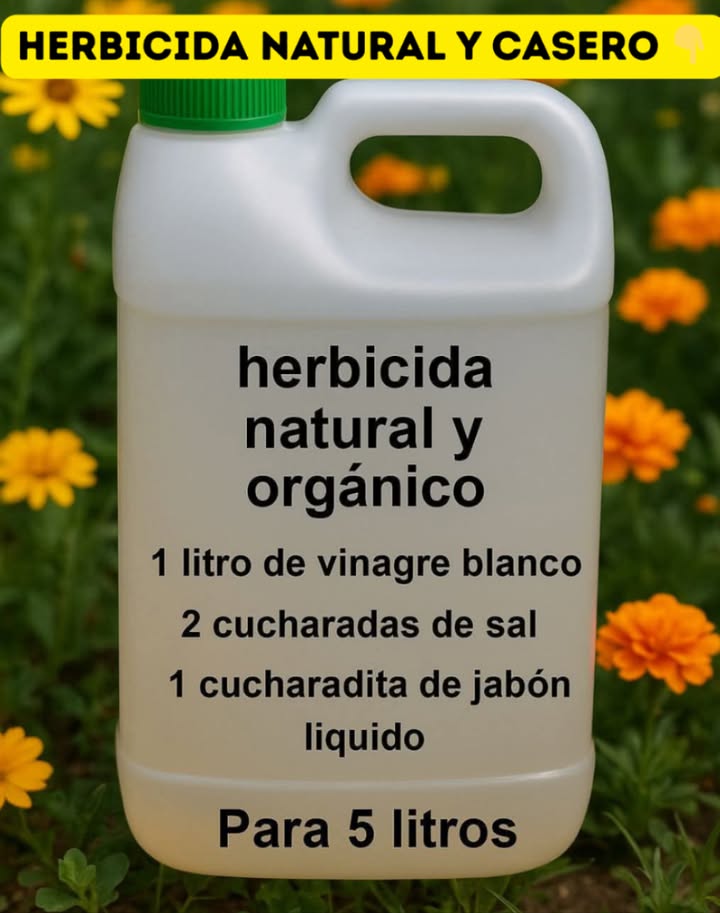 Herbicida Natural y Casero Ingredientes: - 1 litro de vinagre blanco 5% de acidez o más - 2 cucharadas de sal preferiblemente sal gruesa o marina - 1 cucharadita de jabón líquido actúa como adherente --- Preparación: 1. Vierte el vinagre en una botella o pulverizador limpio. 2. Añade la sal y agita bien hasta que se disuelva completamente. 3. Incorpora el jabón líquido y mezcla suavemente para evitar que se forme demasiada espuma. --- Modo de aplicación: 1. Elige un día soleado y sin viento, ya que el calor y la luz solar aumentan la efectividad del herbicida. 2. Rocía directamente sobre las hojas y tallos de las malas hierbas, cuidando de no mojar las plantas que deseas conservar. 3. Es recomendable aplicar por la mañana para que el producto tenga acción durante todo el día. 4. Si encuentras maleza resistente, repite la aplicación después de 2-3 días.