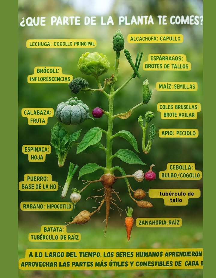 Qué parte de la planta te estás comiendo? 塞復凌 Cada vegetal que consumes proviene de una parte diferente de la planta. Los seres humanos aprendieron a identificar y aprovechar las partes más útiles y comestibles de cada especie. Mira estos ejemplos: 塞 Lechuga: Cogollo principal hojas centrales 復 Brócoli: Inflorescencias botones florales Espinaca: Hojas comestibles Apio: Pecíolo tallo de la hoja Maíz: Semillas granos Alcachofa: Capullo floral Espárrago: Brotes tiernos del tallo 塞 Coles de Bruselas: Brotes axilares 暈 Cebolla: Bulbo subterráneo Puerro: Base de la hoja Rábano: Hipocótilo 凌 Zanahoria: Raíz principal 凜 Patata: Tubérculo de raíz Batata: Tubérculo de raíz Calabaza: Fruto desarrollado Dato agronómico: Cada planta fue domesticada para potenciar alguna parte específica: hojas, raíces, flores, tallos, semillas o frutos.