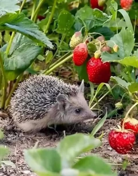 Si me ves en tu jardín, dame de comer carne cruda sin sal o carne picada; también me gusta la comida para gatos, pero no el pescado y agua. No me des leche, porque provoca trastornos digestivos y podría morir de deshidratación. Soy ingenuo, y si veo leche, la beberé. No me des sobre todo leche! No uses insecticidas ni trampas. Soy inofensivo y útil para tu jardín, ya que me alimento de insectos que atacan las verduras. Mi especie está en peligro de extinción, ayúdame a sobrevivir. Gracias! 璉