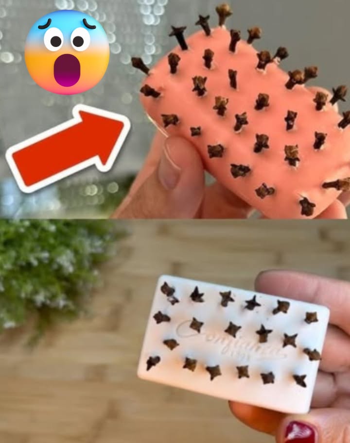 識 El secreto de la abuela: por qué coloca un jabón con clavos de olor en cada habitación 烈

 Clavos de olor: un poderoso repelente natural
Alejan mosquitos, hormigas, polillas y otros insectos  sin necesidad de químicos.

1 Jabón con clavos de olor
 Toma una barra de jabón.
 Inserta unos 30 clavos de olor en la superficie.
 Colócalo cerca de las ventanas, en el baño o dentro de los armarios.
 Protege contra insectos y deja un aroma agradable en casa.

2 Spray de clavos de olor y vinagre
 1 vaso de agua caliente
 1 vaso de vinagre blanco
 3 cucharadas de clavos de olor
Mezcla en un pulverizador, agita y rocía en zócalos, rincones, encimeras o incluso dentro del refrigerador.
 Funciona como repelente y limpiador, con un aroma fresco.

3 Ambientador multiusos con clavo de olor
 Hierve 150 ml de agua con un puñado de clavos de olor.
 Deja enfriar y vierte en un spray junto con:
 34 cucharadas de vinagre de alcohol
 200 ml de alcohol
 50 ml de suavizante
Pulveriza sobre muebles, cortinas, puertas
 Expulsa insectos rastreros y voladores, mientras perfuma el hogar.

 Truco aprobado por las abuelas: simple, ecológico, económico y tremendamente eficaz 
#RepelenteNatural #InsectosFuera