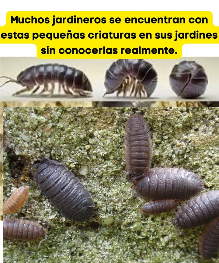 Muchos jardineros se cruzan con estos pequeños seres en su huerto sin conocerlos realmente. Los Oniscidos, o cochinillas de humedad, viven bajo los ladrillos o en áreas húmedas. Su apariencia puede desagradar, pero su papel es valioso.

Subgrupo de crustáceos isópodos, desintoxican los suelos al absorber metales pesados como el mercurio, el cadmio o el plomo. Verdaderos limpiadores naturales, purifican la tierra y protegen los acuíferos.

Respetar a estos aliados discretos, evitar los pesticidas y preservar su hábitat, es honrar el equilibrio de la naturaleza.