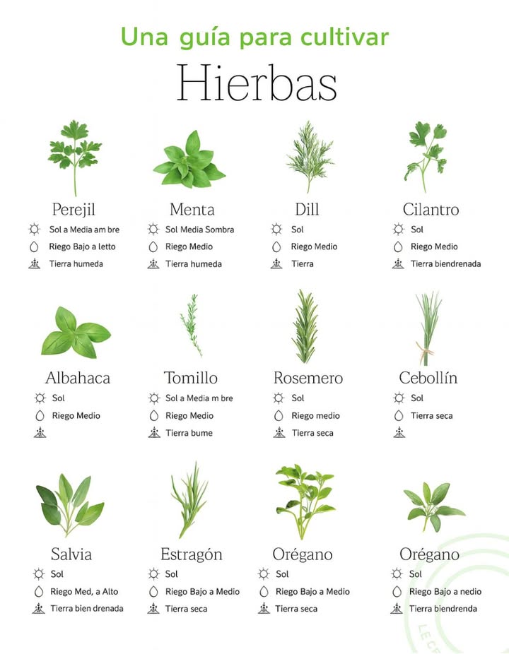 Guía práctica para cultivar hierbas aromáticas Aprende las necesidades básicas de luz, riego y suelo para que tus hierbas crezcan sanas y llenas de aroma. Sol Riego Suelo Perejil Sol pleno o parcial Riego bajo a moderado Suelo bien drenado Menta Sol pleno o parcial Riego medio a alto Suelo húmedo Eneldo Sol pleno Riego medio Suelo húmedo Cilantro Sol pleno o parcial Riego medio Suelo bien drenado Albahaca Sol pleno Riego medio Suelo húmedo Tomillo Sol pleno o parcial Riego medio Suelo bien drenado Romero Sol pleno Riego medio Suelo seco Cebollino Sol pleno o parcial Riego medio Suelo bien drenado Salvia Sol pleno Riego medio a alto Suelo bien drenado Estragón Sol pleno o parcial Riego bajo a moderado Suelo seco Orégano Sol parcial Riego bajo a moderado Suelo bien drenado 華 Ideal para macetas, balcones o huertos urbanos. Cuida tu jardín conociendo lo que cada planta necesita.