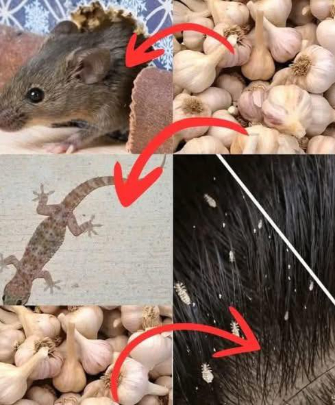 El ajo no es solo para tus guisos... es un arma natural poderosa. En lugar de usar productos químicos contra ratones, moscas, piojos, cucarachas, etc., usa ajo. Es una solución biológica, eficaz, económica y ecológica. Se ha usado durante siglos pero hoy muchos lo ignoran. 1. Ahuyentar ratones Método: Machaca unos dientes de ajo, ponlos en algodón y colócalos en las esquinas. Efecto: El olor actúa como una barrera invisible. Los ratones huyen. 2. Repeler moscas Método: Licúa ajo con agua, cuela y rocía en puertas y ventanas. Efecto: Las moscas no soportan el olor. No vuelven. 3. Eliminar piojos Método: Aplica una pasta de ajo con un poco de agua en el cuero cabelludo. Efecto: Asfixia los piojos y sus huevos. Sin químicos. 4. Espantar cucarachas Método: Ajo machacado en recipientes, bajo fregaderos y rincones oscuros. Efecto: Se desorientan y se marchan. 5. Ahuyentar lagartijas Método: Aplica pasta de ajo en las entradas de la casa. Efecto: Barrera olfativa. No se acercan. 6. Alejar mosquitos Método: Pulveriza ajo con agua alrededor de la casa. Efecto: Repelente natural. Duerme tranquilo.