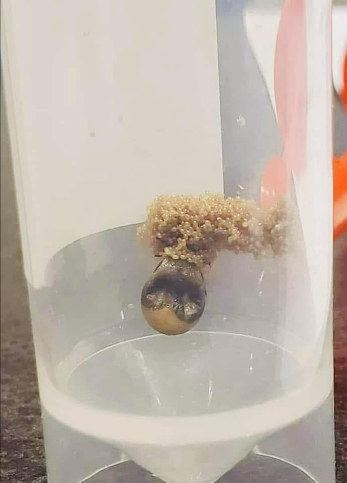 Desde un jardinero local: Este garrapata ha estado en exhibición para que la gente la vea durante un tiempo. Después de meses en un contenedor sellado sin alimentación adicional, puso huevos. Esto demuestra cuánto tiempo puede permanecer inactiva una garrapata y cuántos huevos puede poner una hembra. Recuerda, las garrapatas se vuelven activas nuevamente en el otoño, así que continúa con las medidas preventivas. Si encuentras un pequeño montón de bolas gelatinosa en tu jardín, actúa de inmediato! Estos son huevos de garrapata y están a punto de eclosionar. O quémalos o destrúyelos empapándolos en alcohol isopropílico. Asegúrate de usar guantes si manejas el nido, ya que contiene cientos de huevos de garrapata que eclosionarán en unas semanas. Creo que es importante compartir esta publicación porque las picaduras de garrapata pueden ser peligrosas. Mantente seguro e informado para protegerte a ti mismo y a tu jardín de estas pequeñas pero peligrosas criaturas!