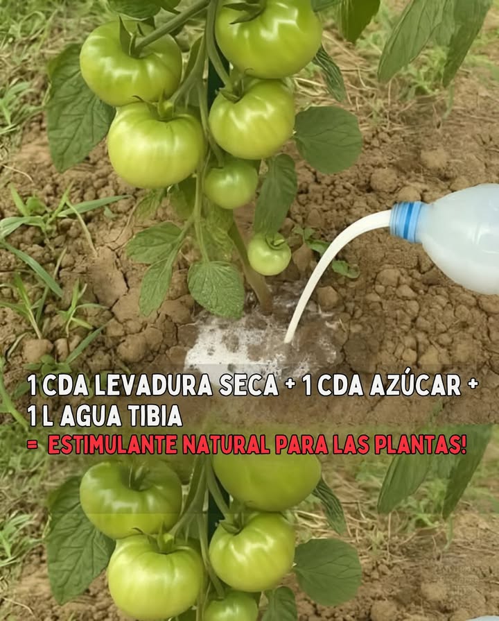 Mezcla 1 cda de levadura seca 1 cda de azúcar en 1 L de agua tibia. Deja reposar 2 h. Añade 1 cáscara de plátano opcional y diluye con 5 L de agua. Vierte en la base de las tomateras cada 15 días. Este abono tradicional aporta: Tomates más grandes y jugosos Raíces más fuertes Aporte natural de potasio y magnesio