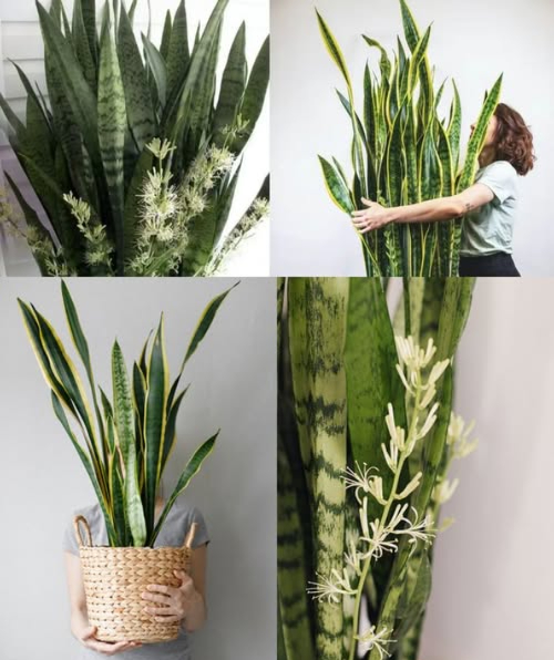 Cómo Hacer que la Lengua de Suegra Florezca y Mantenga su Aroma por Más Tiempo 1. Ubicación y luz: Coloca la planta cerca de una ventana con buena iluminación. Si la planta está erguida, necesita más luz. Crece lentamente, con solo de tres a cuatro hojas nuevas al año. 2. Riego: Riega solo cuando el sustrato esté completamente seco. En invierno, riega solo dos veces al mes para evitar pudrición. 3. Abono: Aplica abono para plantas con flores una vez al mes a fines de primavera y principios de verano, hasta el otoño. Esto ayudará a producir flores con aroma a vainilla. 4. Poda: No cortes las puntas de las hojas. Elimina solo las hojas secas para prevenir enfermedades. 5. Trasplante: Cambia la maceta por una más grande a principios de primavera si la planta lo necesita. Usa pedazos de arcilla en el fondo para buen drenaje. Beneficios de la Sansevieria: Purifica el aire eliminando toxinas como benceno, tolueno, xileno y formaldehído. Cómo hacer un abono especial: 1. Usa las cáscaras de tres limones, sin pulpa. 2. Lava y seca las cáscaras. 3. Córtalas en pedacitos. 4. Distribuye los pedacitos en el suelo de la maceta. 5. Riega con agua de limón o agua común. 6. Coloca la planta en un lugar fresco con luz indirecta. 7. Usa este abono una vez al mes. Beneficios del limón: Repele plagas. Actúa como herbicida natural y fertilizante líquido. Previene hongos y nutre las raíces. Cómo preparar agua de plátano: 1. Coloca cáscaras de plátano en un vaso de vidrio. 2. Llena el vaso con agua y tapa. 3. Deja reposar toda la noche. 4. Usa esta agua cada 15 días para regar la planta.