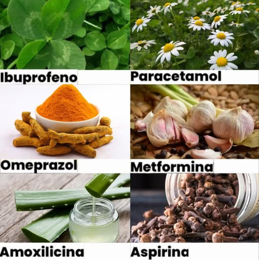 6 plantas naturales que mejoran tu salud 1. Ibuprofeno = Matalafi 2. Paracetamol = Manzanilla 3. Omeprazol = cúrcuma 4. Metformina = Ajo 5. Amoxicilina = Sábila 6. Aspirina = Clavos de olor #antibioticonatural #ajo #diabetes