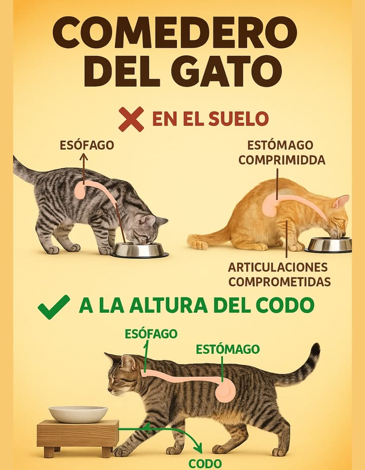 Comedero del Gato: Salud y Bienestar 
Colocar el comedero a la altura del codo del gato favorece su digestión y protege sus articulaciones. Al elevar el plato se mantiene el esófago en una posición más natural, evitando la compresión del estómago y reduciendo la tensión en cuello y espalda. Esta sencilla adaptación mejora el confort al comer y contribuye a una vida más sana y equilibrada para tu felino.
#ComederoDelGato #SaludYBienestar  #AmorPorLosGatos