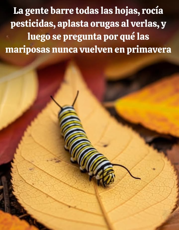 Las orugas = Vida para las mariposas y más allá Es simple: no puedes matar orugas y esperar mariposas. 曆 Las orugas se transforman en mariposas coloridas y polinizadoras También son una fuente de alimento vital para aves, reptiles, pequeños mamíferos e insectos Una sola nidada de carboneros necesita más de 6,000 orugas para sobrevivir Sin orugas, toda la red alimentaria sufre Planta plantas anfitrionas nativas, deja espacio en tu jardín y compártelo con orugas estás nutriendo mariposas y la salud del planeta.