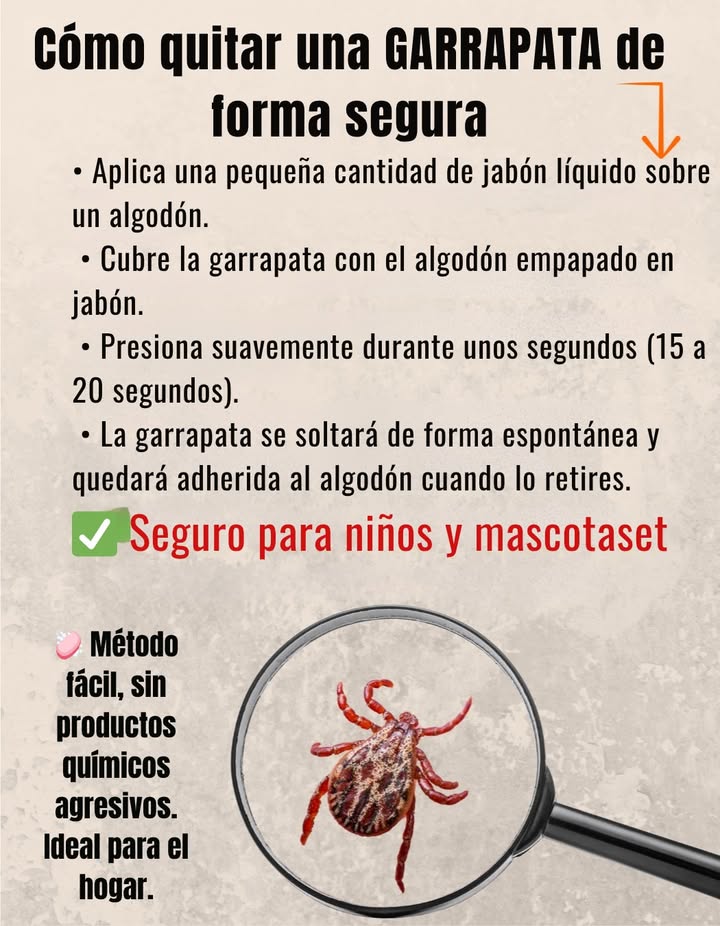 識 Truco simple y natural para quitar una garrapata de forma segura Aplica jabón líquido en un algodón, cubre la garrapata y presiona suavemente durante 15 a 20 segundos. La garrapata se desprenderá sola y quedará pegada al algodón. Método suave y sin dolor Seguro para niños y mascotas #SaludNatural #TrucoCasero #PrevenciónDeGarrapatas