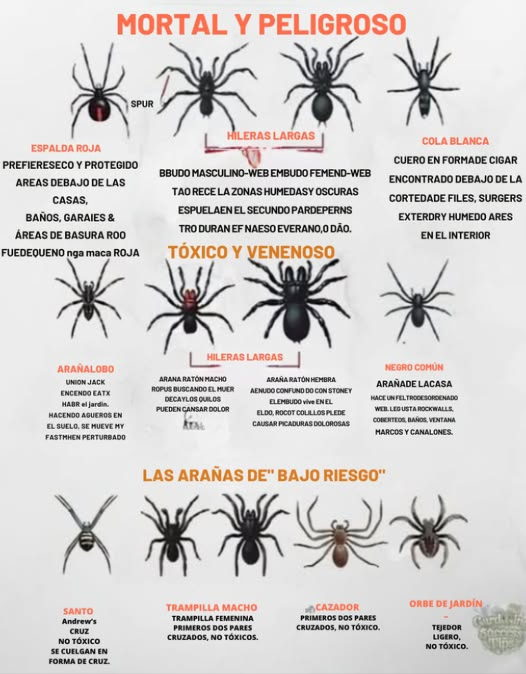 Guía de Seguridad sobre Arañas: Conoce lo que es Peligroso! Mortales: Araña de espalda roja, Araña de embudo, Araña de cola blanca Tóxicas: Araña lobo, Araña de campo, Araña doméstica negra Bajo Riesgo: Cruz de San Andrés, Araña de puerta trampa, Cazadora, Tejedora de jardín Mantente curioso, mantente a salvo!