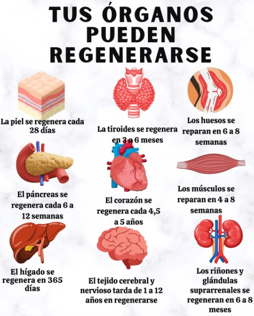TUS ÓRGANOS PUEDEN REGENERARSE