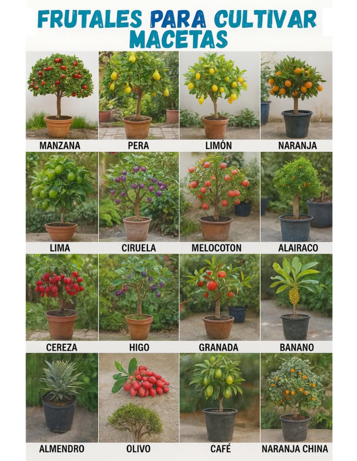 frutales para sembrar en macetas