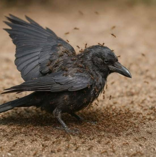 Cuando un cuervo se siente enfermo... visita un hormiguero. Suena extraño? En realidad, es uno de los rituales de sanación más fascinantes de la naturaleza. Cuando un cuervo siente que no está bien, intencionalmente busca un hormiguero, extiende sus alas y permanece completamente quieto, esperando a que las hormigas se arrastren por sus plumas. Por qué? Porque las hormigas liberan ácido fórmico, un antiséptico natural que mata bacterias, hongos y parásitos que se esconden en las plumas del pájaro. Este comportamiento se llama "anting", y se ha observado no solo en cuervos, sino en muchas especies de aves. Sin medicina. Sin veterinario. Solo puro instinto y la farmacia incorporada de la naturaleza. Un brillante recordatorio de que el mundo natural está lleno de sistemas inteligentes y autosanadores... Solo necesitamos detenernos y notar.