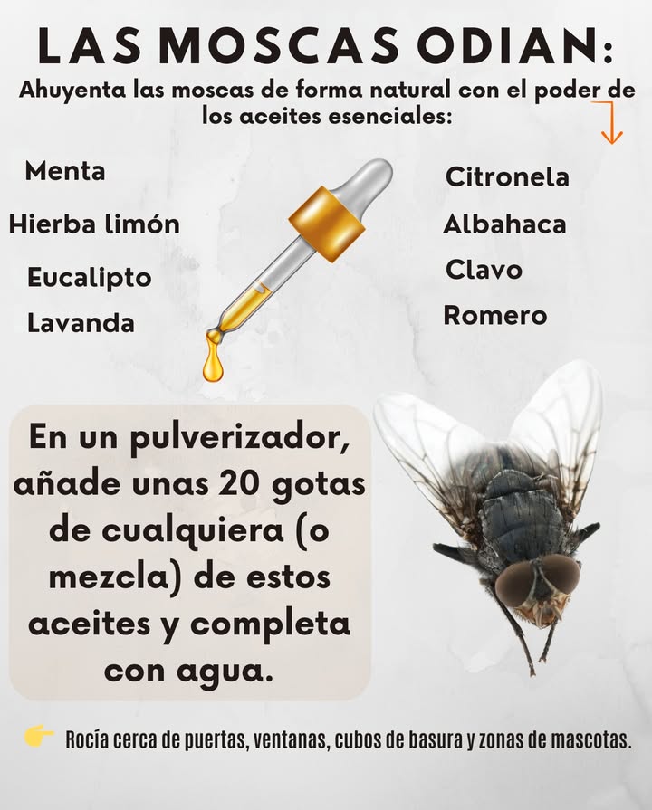 練 LAS MOSCAS ODIAN ESTOS ACEITES ESENCIALES! Sin químicos agresivossolo defensa natural en un frasco. Menta Satura sus sentidos Hierba de limón Bloquea zonas de aterrizaje Eucalipto Aroma intenso que las ahuyenta Lavanda Agradable para ti, molesta para ellas Citronela Clásico repelente de moscas y mosquitos Albahaca Aroma herbal que aleja a las moscas de la cocina Clavo Repele moscas comunes y de la fruta Romero Terroso y eficaz contra insectos voladores Spray casero: Añade 20 gotas individual o mezcla en un pulverizador Rellena con agua. Dónde usar: Puertas, ventanas, cubos de basura, rincones de mascotas. Mantén tu espacio libre de moscas, fresco y seguro #RepelenteNatural