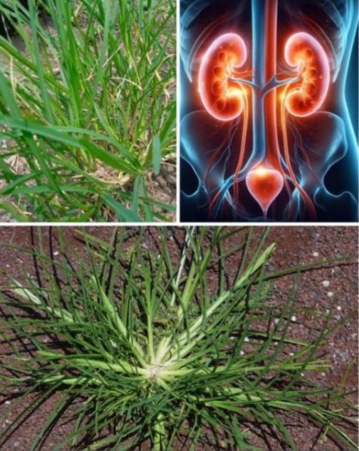 Qué es el Goose Grass? Es una planta frecuentemente considerada como maleza, pero posee poderosas propiedades curativas. Se encuentra en numerosos jardines y ha sido utilizada tradicionalmente como infusión medicinal. Beneficios principales para la salud Prevención del cáncer Su alto contenido en antioxidantes combate los radicales libres, ayudando a disminuir el riesgo de desarrollar cáncer. Quistes ováricos y fibromas Debido a sus propiedades antiinflamatorias, alivia el dolor y la inflamación asociados con estos trastornos ginecológicos. Apoyo a enfermedades renales Funciona como un diurético natural, eliminando el exceso de agua y sal, lo que es útil para quienes enfrentan problemas renales. 喝 Control de la diabetes Sus propiedades antidiabéticas ayudan a regular los niveles de azúcar en sangre. 啕 Heridas y hemorragias Al aplicar una pasta de sus hojas trituradas sobre la herida, se acelera la cicatrización y se detiene el sangrado. 裂 Combate de parásitos Su leve efecto laxante ayuda a expulsar parásitos intestinales y mejora la salud digestiva. Recuperación de la neumonía Un té elaborado con sus raíces puede aliviar los síntomas de la neumonía en pocos días. Presión arterial alta Su efecto tranquilizante sobre el sistema cardiovascular puede contribuir a mantener una presión estable. Reducción de la fiebre Hervir sus raíces y beber el té ayuda a bajar la fiebre. 例 Esguinces de ligamentos Aplicar una cataplasma de hojas machacadas ayuda a reducir el dolor y la inflamación en caso de esguinces. 離 Cómo preparar y usar Para consumo interno: Té medicinal: Usa un puñado de hojas o raíces por medio litro de agua. Hervir durante 3 minutos. Toma 1 vaso al día para: Diabetes, presión alta, fiebre, enfermedades renales, neumonía. Para uso externo: Pasta o cataplasma: Tritura hojas frescas y aplica directamente en: Heridas, sangrados, esguinces.