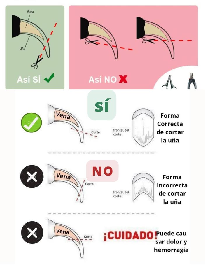 La manera correcta de arreglar las uñas de tu mascota Un mal corte puede provocar dolor y sangrado. Aprende a hacerlo de manera segura: SÍ: Corta en diagonal, evitando la vena. NO: No cortes recto ni demasiado corto. ATENCIÓN!: Nunca cortes donde está la vena. Asegúrate de que tu mascota esté cómoda para prevenir accidentes. #CuidadoDeMascotas #CortarUñas #TipsDeMascotas