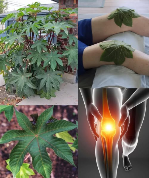 El poder de las hojas de ricino: un regalo oculto de la naturaleza Las hojas de ricino, menos conocidas que su famoso aceite, esconden un tesoro de propiedades calmantes y restauradoras. Utilizadas en la medicina tradicional durante siglos, ofrecen alivio natural y bienestar si se emplean con cuidado. 15 beneficios de las hojas de ricino Alivian el dolor articular y la rigidez. Relajan los músculos cansados o tensos. Reducen la hinchazón leve mediante cataplasmas. 領 Calman el dolor de espalda con aplicación tibia. Disminuyen la tensión de los dolores de cabeza. Suavizan irritaciones cutáneas leves. Mejoran la circulación local y el flujo sanguíneo. Vapores que despejan las vías respiratorias. Fortalecen las raíces del cabello. Actúan como repelente natural de insectos. 禮 Alivian pies cansados tras un día largo. Calman calambres abdominales leves uso externo. 櫓 Favorecen la recuperación posparto. Brindan alivio suave en molestias de oído externo. Promueven la relajación general y el bienestar. Usos caseros seguros Compresa tibia para el dolor Lava las hojas, caliéntalas al vapor y colócalas sobre la zona afectada. Cubre con un paño limpio para mantener el calor. Cataplasma para hinchazón o irritación Tritura las hojas frescas, envuélvelas en un paño fino y aplica durante 2030 min. Vapor para resfriados Hierve un puñado de hojas, cubre la cabeza con una toalla e inhala el vapor. Enjuague capilar fortalecedor Hierve hojas 1015 min, cuela y usa el agua como último enjuague. 禮 Baño relajante de pies Añade agua de hojas hervidas a un recipiente y sumerge los pies 1520 min. Envoltura abdominal calmante Coloca hojas tibias sobre el vientre y cúbrelas con una tela para aliviar calambres. Precauciones esenciales No ingerir ni preparar infusiones para consumo interno. Mantener fuera del alcance de niños y mascotas. No usar en heridas abiertas ni piel sensible sin orientación profesional. Sabiduría natural con precaución Usadas correctamente, las hojas de ricino aportan bienestar, alivio y equilibrio. Un recordatorio de que la naturaleza cura con suavidad, siempre que la respetemos.