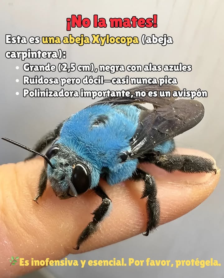 NO LA MATES Conoce a la Abeja Xylocopa Esta es una Xylocopa Abeja Carpintera, una de las abejas más grandes que verás aproximadamente 2.5 cm de largo. Cómo Reconocerla: Cuerpo negro con alas azules llamativas Vuelo fuerte y rápido que puede parecer aterrador A menudo se confunde con una avispa asiática Pero ella es gentil y preciosa: Rara vez pica solo si la persiguen o la manipulan No es agresiva Es un polinizador vital y muy útil en el jardín Dato Curioso: Aunque se le llama "abeja solitaria", a veces anida lado a lado en pequeños grupos. Por favor, protégela. Es rara, esencial y parte del equilibrio que mantiene tu jardín prosperando.