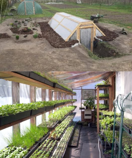 Cómo Construir un Invernadero Walipini para Cultivar Todo el Año Método simplificado con instrucciones paso a paso Ventajas de un Invernadero Subterráneo Temperatura estable durante todo el año Protección contra viento, nieve y granizo Cultivo continuo incluso en invierno Reducción del uso de calefacción artificial Ubicación Estratégica Máxima exposición solar orientación norte o sur según hemisferio Buen drenaje: camas elevadas o caminos de grava Acceso fácil durante todas las estaciones Construcción Paso a Paso 1. Excavación Profundidad: 2,53 m según clima local Tamaño sugerido: 3x6 m ajustable según necesidad 2. Muros 隣 Usa ladrillo, piedra, sacos de tierra o concreto Aísla la pared norte con paja o espuma aislante 3. Techo Usa plástico UV, policarbonato o vidrio Inclínalo para mayor entrada de luz y escurrimiento de agua 4. Piso 直 Grava para drenaje o tierra natural según preferencia 5. Ventilación Agrega respiraderos en el techo inclinado Una puerta en cada extremo mejora el flujo de aire Mantenimiento Eficiente Controla temperatura y humedad regularmente Vigila plagas y usa soluciones naturales Ajusta el riego según tipo de cultivo y nivel de humedad Consejos Extra Barriles de agua para conservar calor Camas elevadas para evitar encharcamiento 爵 Paredes reflectantes para distribuir mejor la luz Cosecha Sostenible Todo el Año Inversión inteligente, resultados duraderos. Producción continua de frutas, verduras y plantas, incluso en pleno invierno. Cultiva local, vive natural.
