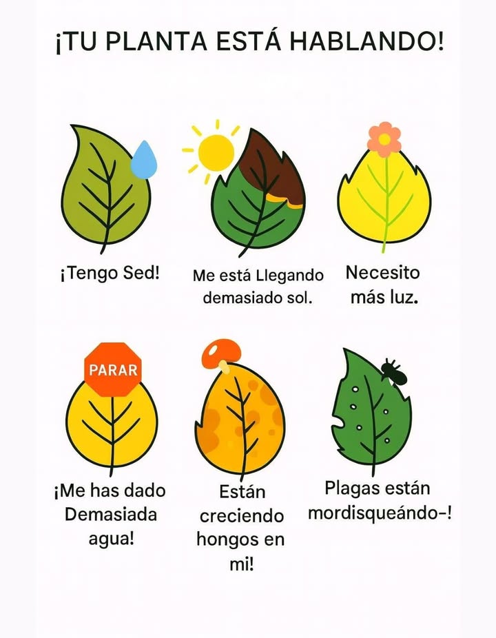 Tu planta te está hablando!
Cada hoja es una señal que revela lo que tu planta necesita:

 Tengo sed: la tierra está seca, necesita riego.
 Demasiado sol: las hojas se queman o se tornan marrones.
 Necesito más luz: hojas pálidas o crecimiento débil.
 Demasiada agua: hojas amarillas o blandas.
 Hongos creciendo: exceso de humedad o mal drenaje.
 Plagas mordisqueando: hojas perforadas o dañadas.

 Escucha a tus plantas. Ellas te muestran con cada hoja cómo mantenerlas sanas y llenas de vida.

#TuPlantaTeHabla #SeñalesDeLasPlantas  #PlantasFelices