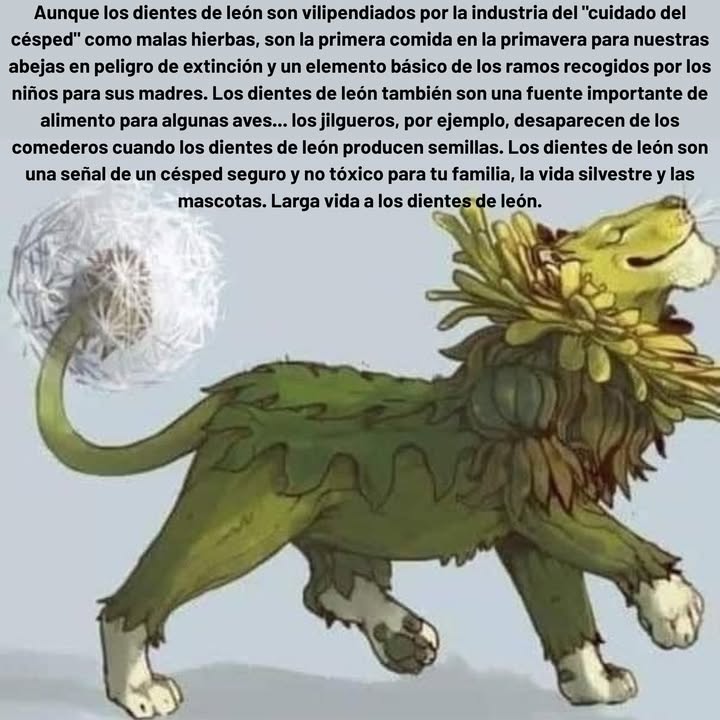 Aunque los dientes de león son vilipendiados por la industria del "cuidado del césped" como malas hierbas, son la primera comida en la primavera para nuestras abejas en peligro de extinción y un elemento básico de los ramos recogidos por los niños para sus madres. Los dientes de león también son una fuente importante de alimento para algunas aves... los jilgueros, por ejemplo, desaparecen de los comederos cuando los dientes de león producen semillas. Los dientes de león son una señal de un césped seguro y no tóxico para tu familia, la vida silvestre y las mascotas. Larga vida a los dientes de león.