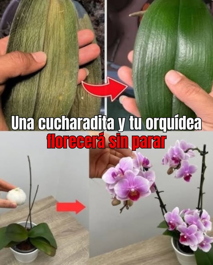 Una cucharadita y tu orquídea florecerá sin parar Increíble truco natural! 1. Preparación mágica: Mezcla 1 cucharadita de ajo en polvo con 2 tazas de agua tibia. Revuelve hasta disolver. 2. Descanso esencial: Déjalo reposar durante unas horas o toda la noche. 3. Aplicación dirigida: Riega solo las raíces y la base de la orquídea. Evita las hojas y las flores. 4. Frecuencia ideal: Repite cada 4 a 6 semanas para obtener resultados duraderos. 5. Mantenimiento regular: Luz suave, humedad controlada y una temperatura estable son esenciales. Resultado: Más flores, sin moho, cero enfermedades tus orquídeas nunca han lucido tan hermosas.