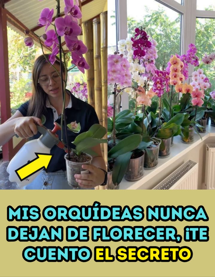Solo 1 taza al mes y hasta un tronco seco se llena de flores!  Mis orquídeas nunca dejan de florecer, te cuento el secreto! 
– Duración de las flores: Las flores pueden durar hasta 5-6 meses en las ramas, con colores ricos y brillantes.
– Humedad y abono: Mantén la humedad para tener hojas lozanas y raíces fuertes. Utiliza abono orgánico para obtener mejores resultados.
– Limpieza de raíces: Una vez al mes, enjuaga las raíces con suficiente agua para eliminar residuos de abono antiguo acumulados.
– Remojo en zumo de remolacha: Deja la orquídea en remojo en un baño de agua con zumo de remolacha durante 30 minutos para favorecer la floración y el crecimiento.
– Pulverización y aplicación de abono:
 Usa un bastoncillo de algodón empapado en zumo de remolacha para limpiar las hojas.
 Luego rocía la orquídea con el zumo.
 Vierte el abono en las raíces y aplica una vez al mes.
 Coloca un bol debajo para recoger el exceso de líquido.
Fertilizante de arroz: Utiliza una mezcla de arroz y agua para limpiar las hojas y alimentar las orquídeas. Repite este proceso cada 2 semanas.
– Congelación del agua de arroz: Puedes congelar el agua de arroz en cubitos y usarlos cuando sea necesario, pero asegúrate de dejarlos descongelar antes de usarlos.
Resultados: Después de 2-3 semanas, notarás hojas perennes, nuevas raíces y una floración profusa.
Buena suerte con tus orquídeas