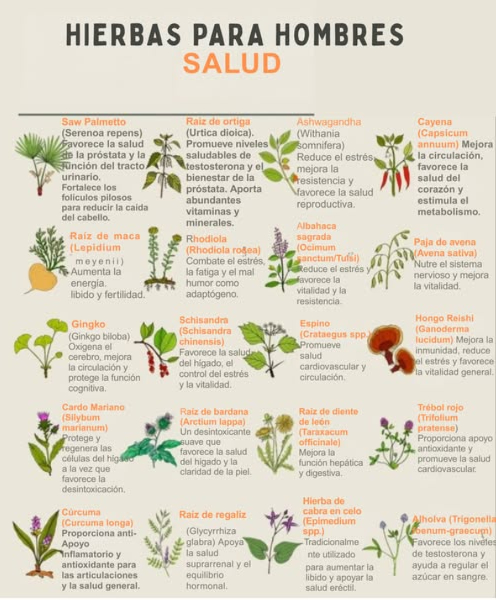 Hierbas para hombres Cuidado natural de la salud masculina Estas hierbas ofrecen beneficios específicos para el bienestar físico, hormonal, cognitivo y reproductivo del hombre. Saw Palmetto Serenoa repens Favorece la salud de la próstata y el tracto urinario. Fortalece el cabello. Raíz de ortiga Urtica dioica Apoya la testosterona y la salud prostática. Rica en vitaminas y minerales. Ashwagandha Withania somnifera Reduce el estrés, mejora la resistencia y la salud reproductiva. Cayena Capsicum annuum Mejora la circulación y el metabolismo. Favorece la salud cardiovascular. Raíz de maca Lepidium meyenii Aumenta la energía, libido y fertilidad. Rhodiola Rhodiola rosea Adaptógeno que combate el estrés y la fatiga. Albahaca sagrada Ocimum sanctum / Tulsi Reduce el estrés y favorece la vitalidad. Paja de avena Avena sativa Nutre el sistema nervioso y aporta energía. Gingko Ginkgo biloba Oxigena el cerebro y protege la función cognitiva. Schisandra Schisandra chinensis Apoya el hígado, la resistencia y el control del estrés. Espino Crataegus spp. Favorece la salud cardiovascular y la circulación. Hongo Reishi Ganoderma lucidum Refuerza el sistema inmune y la vitalidad general. Cardo Mariano Silybum marianum Protege el hígado y facilita la desintoxicación. Raíz de bardana Arctium lappa Desintoxicante suave para el hígado y la piel. Raíz de diente de león Taraxacum officinale Favorece el hígado y el sistema digestivo. Trébol rojo Trifolium pratense Apoyo antioxidante y cardiovascular. Cúrcuma Curcuma longa Propiedades antiinflamatorias y antioxidantes. Raíz de regaliz Glycyrrhiza glabra Apoya las glándulas suprarrenales y el equilibrio hormonal. Hierba de cabra en celo Epimedium spp. Tradicionalmente usada para la libido y función eréctil. Alholva Trigonella foenum-graecum Favorece la testosterona y regula el azúcar en sangre.