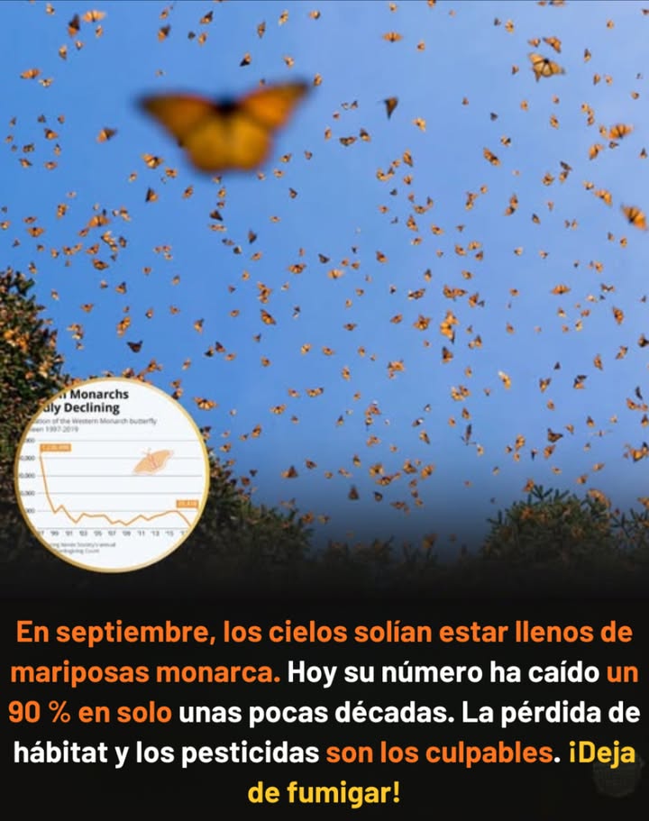 Today their numbers are down 90% in just a few decades. Habitat loss and pesticides are to blame. Stop spraying! Why monarchs are disappearing: Milkweed destruction the only host plant for monarch caterpillars Pesticides & herbicides poisons that kill both monarchs and their food Loss of wildflowers fewer nectar sources for migration 曆 Climate shifts storms, droughts, and heat waves disrupting their journey How you can help: Plant milkweed essential for monarch survival Grow native flowers that bloom through fall Skip pesticides protect pollinators instead of poisoning them Leave wild patches monarchs and other wildlife need them Once a symbol of abundance, monarchs now teeter on the edge of extinction. With every plant we grow and every spray we skip, we bring them closer to survival.