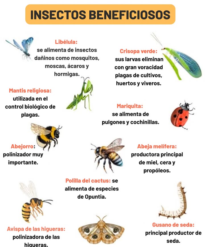 No todos los insectos son perjudiciales: algunos protegen tu jardín, polinizan tus plantas o incluso producen miel . Déjalos hacer su magia! Rociarlos los mata y envenena tu césped.