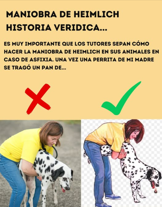 Maniobra de Heimlich para Perros La maniobra de Heimlich en animales puede salvar vidas en caso de asfixia por atragantamiento. Consiste en aplicar presión controlada en la parte superior del abdomen, justo debajo de las costillas, para expulsar el objeto que obstruye las vías respiratorias. Es fundamental que los tutores aprendan esta técnica para actuar con rapidez en situaciones de emergencia. Practicarla de forma segura y conocer los pasos básicos permite responder con eficacia y proteger la vida de sus compañeros de cuatro patas. #ManiobraDeHeimlich #Perros #EntrenamientoDePerros