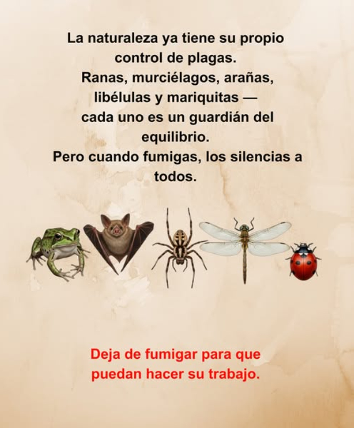 La naturaleza ya tiene su propio control de plagas Ranas, murciélagos, arañas, libélulas y mariquitas cada uno mantiene el equilibrio en el ecosistema de tu jardín. Cuando usas químicos, los silencias a todos. Deja que la naturaleza haga su trabajo lo ha hecho a la perfección durante millones de años. Cada pequeña criatura tiene un papel. Cada una que se pierde rompe la cadena.