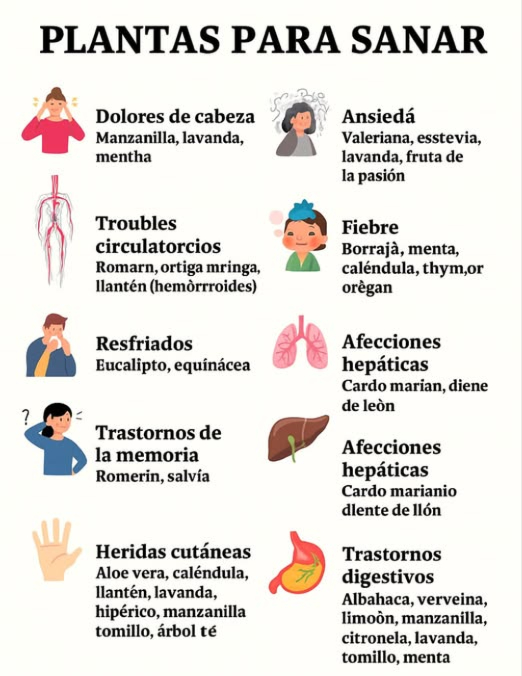 Plantas para sanar de forma natural Dolor de cabeza Manzanilla, lavanda, menta, melisa Ansiedad Valeriana, stevia, lavanda, fruta de la pasión Trastornos circulatorios Romero, ortiga, moringa, llantén hemorroides Fiebre Borraja, menta, caléndula, tomillo, orégano Resfriados Eucalipto, equinácea, orégano, llantén, tomillo Afecciones respiratorias Eucalipto, llantén, romero, tomillo, lavanda, ortiga, salvia, borraja Trastornos de la memoria Romero, salvia Afecciones hepáticas Cardo mariano, diente de león, boldo Heridas cutáneas Aloe vera, caléndula, llantén, lavanda, hipérico, manzanilla, tomillo, árbol de té Trastornos digestivos Albahaca, verbena de limón, manzanilla, citronela, lavanda, laurel, tomillo, menta