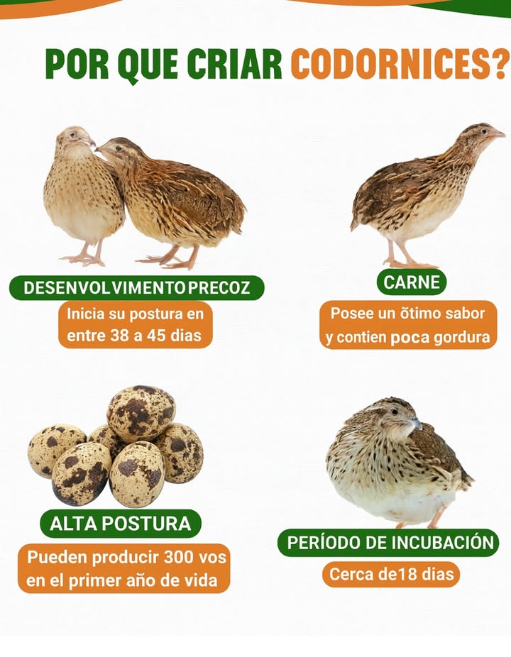 Por qué criar codornices
Una opción práctica, rentable y deliciosa! 
 Se desarrollan rápido
 Su carne es sabrosa y baja en grasa
 Ponen hasta 300 huevos al año
 Y solo necesitan 18 días para incubar!

 Perfectas para pequeños criadores o huertos familiares.

#Codornices #AviculturaFamiliar #HuevosDeCodorniz