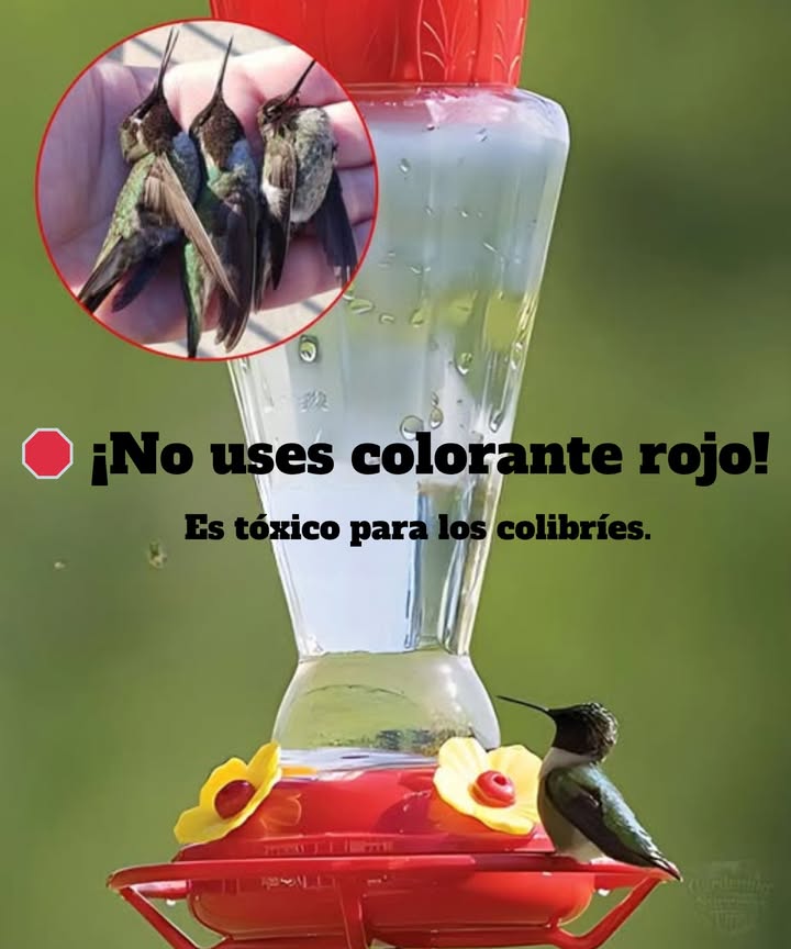Deja de usar colorante rojo en los comederos para colibríes Es tóxico, innecesario y puede dañar a las aves que quieres ayudar El colorante rojo contiene químicos y aditivos a base de petróleo que dañan sus riñones e hígado con el tiempo Usa solo agua con azúcar simplenada más Para una fuente de alimento aún mejor, planta flores nativas como bálsamo de abeja, madreselva trompeta y flores cardenales