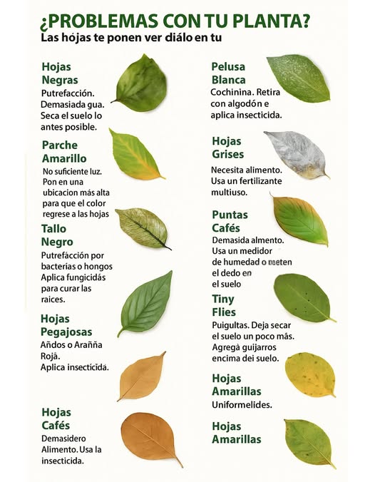 Problemas con tus plantas? Sus hojas te están enviando señales. Aprende a identificarlas: Hojas negras Exceso de agua. Deja secar la tierra lo antes posible para evitar la pudrición. Pelusa blanca Cochinilla algodonosa. Elimina con un hisopo de algodón y aplica insecticida. Manchas amarillas Falta de luz. Coloca la planta en un lugar más iluminado para recuperar el color. Hojas grises Falta de nutrientes. Aplica fertilizante universal. Tallo negro Infección por hongos o bacterias. Usa fungicidas para tratar la pudrición de raíz. Puntas marrones Exceso de riego. Verifica la humedad con un medidor o el dedo. Hojas pegajosas Daño por pulgones o ácaros. Aplica insecticida. 練 Mosquitas pequeñas Mosquitas del mantillo. Deja secar la tierra y coloca piedras decorativas sobre el sustrato. 癩 Hojas marrones Signo común de estrés. Puede deberse a falta de agua o ambiente seco. Hojas completamente amarillas Puede indicar exceso de agua o falta de nutrientes.
