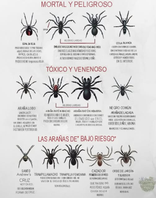 Guía de Seguridad sobre Arañas: Conoce lo que es Peligroso! Mortales: Araña de espalda roja, Araña de embudo, Araña de cola blanca Tóxicas: Araña lobo, Araña de campo, Araña doméstica negra Bajo Riesgo: Cruz de San Andrés, Araña de puerta trampa, Cazadora, Tejedora de jardín Mantente curioso, mantente a salvo!