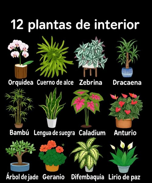 Las plantas de interior son una excelente manera de añadir un toque natural y estético a nuestros hogares y espacios laborales. Además de su belleza, estas plantas contribuyen a purificar el aire y mejorar la calidad del entorno. Para que prosperen, es esencial proporcionarles las condiciones adecuadas en cuanto a luz, riego y fertilización. La luz es fundamental para el crecimiento de las plantas de interior. Algunas necesitan mucha luz, mientras que otras pueden sobrevivir en condiciones de sombra. - Luz alta : Plantas como la orquídea, la bromelia y el anthurium requieren abundante luz para desarrollarse. - Luz media : Plantas como la spider plant, la peperomia y la dracaena son capaces de tolerar una iluminación media. - Luz baja : Plantas como la ZZ plant, la snake plant y el pothos se adaptan bien a la sombra. El riego también es crucial para el desarrollo de las plantas interiores. Algunas necesitan mucha agua, mientras que otras pueden resistir periodos de sequía. - Riego moderado : La mayoría de las plantas de interior requieren un riego equilibrado. - Evitar el exceso de agua : Un riego excesivo puede provocar la pudrición de las raíces y la muerte de la planta. - Riego estacional : Durante primavera y verano, las plantas necesitan más agua, mientras que en otoño e invierno requieren menos. La fertilización es esencial para proporcionar los nutrientes que las plantas necesitan para crecer. - Fertilizar moderadamente : Generalmente, las plantas de interior requieren fertilización moderada. - Elegir un fertilizante equilibrado : Este tipo de fertilizante proporciona los nutrientes adecuados para el crecimiento saludable de las plantas. - Fertilización estacional : En primavera y verano, las plantas demandan más fertilizante; en otoño e invierno, necesitan menos. Aquí hay algunas de las plantas más populares para interiores: - Spider plant : Fácil de cuidar, necesita luz media y riego moderado. - Snake plant : Soporta bien la sombra y requiere riego moderado. - Pothos : Puede vivir en condiciones sombrías y también necesita riego moderado. - Dracaena : Necesita iluminación media y un riego equilibrado. - Orquídea : Requiere mucha luz y un riego moderado. Incorpora estas maravillosas plantas en tu hogar o espacio de trabajo y disfruta de sus beneficios!