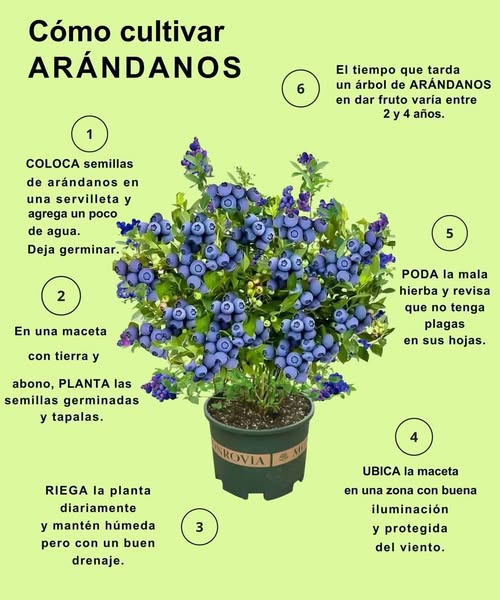 𢡄 Cultiva tus propios arándanos en casa 𢡄 Paso 1: Coloca las semillas en una servilleta húmeda y deja germinar. Paso 2: Planta las semillas germinadas en una maceta con tierra y abono. Paso 3: Riega a diario, manteniendo la tierra húmeda pero con buen drenaje. Paso 4: Ubica la maceta en una zona iluminada y protegida del viento. Paso 5: Poda la mala hierba y revisa que no tenga plagas. Paso 6: El árbol de arándanos tarda entre 2 y 4 años en dar fruto. Disfruta de frutos frescos en casa con este cultivo fácil y natural! #CultivaEnCasa #Arándanos #HuertoUrbano #VidaSaludable