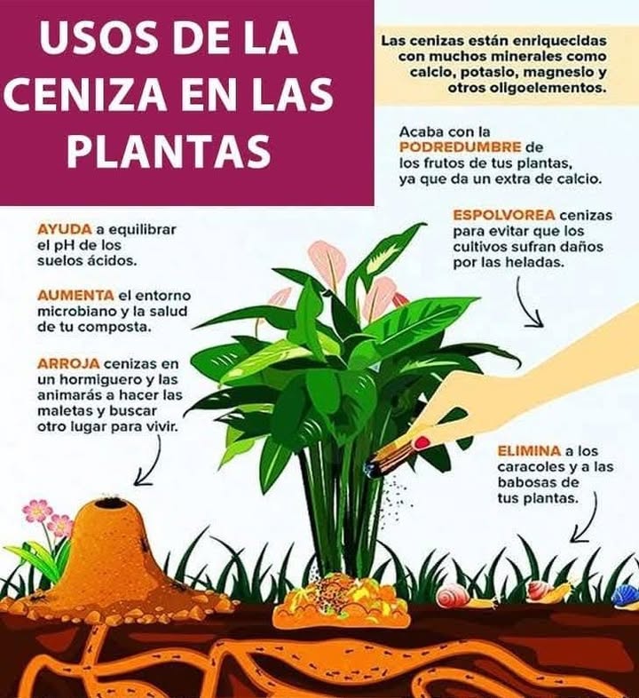 Las cenizas, especialmente las de madera, son un excelente recurso natural que puede beneficiar a las plantas de diversas maneras. Son ricas en nutrientes y tienen varias aplicaciones en jardinería y agricultura. Aquí te explico los principales usos de las cenizas en las plantas: 1. Fuente de Nutrientes Las cenizas de madera contienen una gran cantidad de minerales esenciales para las plantas, principalmente: Potasio K: Ayuda a la resistencia de las plantas frente a enfermedades, mejora la calidad de los frutos y flores, y contribuye a la regulación del agua en las células vegetales. Calcio Ca: Es esencial para la formación de las paredes celulares de las plantas y contribuye a la mejora de la estructura del suelo. Magnesio Mg: Es un componente importante de la clorofila y facilita la fotosíntesis. Fósforo P: Aunque en menor cantidad, también se encuentra en las cenizas y es fundamental para el desarrollo de raíces y flores. 2. Mejorar el pH del Suelo Alcalinizar el suelo: Las cenizas son ligeramente alcalinas con un pH de 9 a 12, por lo que se pueden usar para subir el pH en suelos ácidos. Si tienes suelos muy ácidos como los de algunas especies de pinos o suelos con mucho compost, agregar cenizas puede ayudar a equilibrar el pH y hacerlo más adecuado para muchas plantas. Ideal para cultivos como el tomate, zanahorias, brócoli y pepinos, que prefieren suelos ligeramente alcalinos. 3. Controlar Plagas y Enfermedades Repelente natural de insectos: Puedes espolvorear cenizas alrededor de las plantas o en el suelo para repeler insectos como caracoles, babosas y otros insectos que afectan a las plantas. La ceniza actúa como una barrera abrasiva que daña a los insectos sin afectar la planta. Prevención de hongos: Las cenizas también tienen propiedades fungicidas naturales, por lo que se pueden usar para prevenir ciertas enfermedades fúngicas en el jardín, como el mildiu y el moho. 4. Mejorar la Estructura del Suelo Las cenizas de madera pueden mejorar la aireación del suelo, especialmente en suelos arcillosos, ayudando a que el agua drene mejor y proporcionando un ambiente más adecuado para las raíces. También pueden aflojar suelos compactados, favoreciendo el desarrollo de las raíces. 5. Fertilización Suave Las cenizas liberan nutrientes lentamente, lo que las convierte en una fuente de fertilizante de liberación lenta. Esto ayuda a evitar el exceso de nutrientes, lo cual puede ser perjudicial para las plantas. 6. Aumentar la Absorción de Calcio en el Suelo Si el suelo carece de calcio, las cenizas pueden ayudar a agregarlo. Este nutriente es especialmente importante para las plantas de hojas grandes y flores, y para evitar deficiencias como la "podredumbre apical" en tomates y pimientos. 7. Usos Específicos en el Huerto Para plantas de hortalizas: Las cenizas se pueden aplicar a los cultivos de tomates, zanahorias, pepinos, lechugas y pimientos, que se benefician de una ligera alcalinidad. Compostaje: Puedes agregar cenizas a tu compost en pequeñas cantidades, pero siempre con moderación, ya que en exceso pueden alterar demasiado el pH y la descomposición del material orgánico. Cómo Usar las Cenizas en el Jardín: Directamente en el suelo: Esparce una capa fina de ceniza en el suelo y mezcla ligeramente con una azada. No excedas una capa de 2 a 3 cm para no modificar drásticamente el pH del suelo. Diluidas en agua fertilizante líquido: Puedes disolver unas cucharadas de ceniza en agua y usarla para regar las plantas, especialmente en suelos ligeramente ácidos o para mejorar la resistencia de las plantas. Espolvoreadas en la base de las plantas: Úsalo como una barrera alrededor de plantas susceptibles a plagas como caracoles o babosas. Precauciones: No usar cenizas de madera tratada o pintada: Las cenizas de maderas tratadas o pintadas contienen productos químicos tóxicos que pueden dañar las plantas. No usarlas en exceso: Las cenizas son alcalinas, por lo que si se aplican en grandes cantidades pueden alterar demasiado el pH del suelo y afectar el crecimiento de las plantas. Siempre úsalas con moderación.