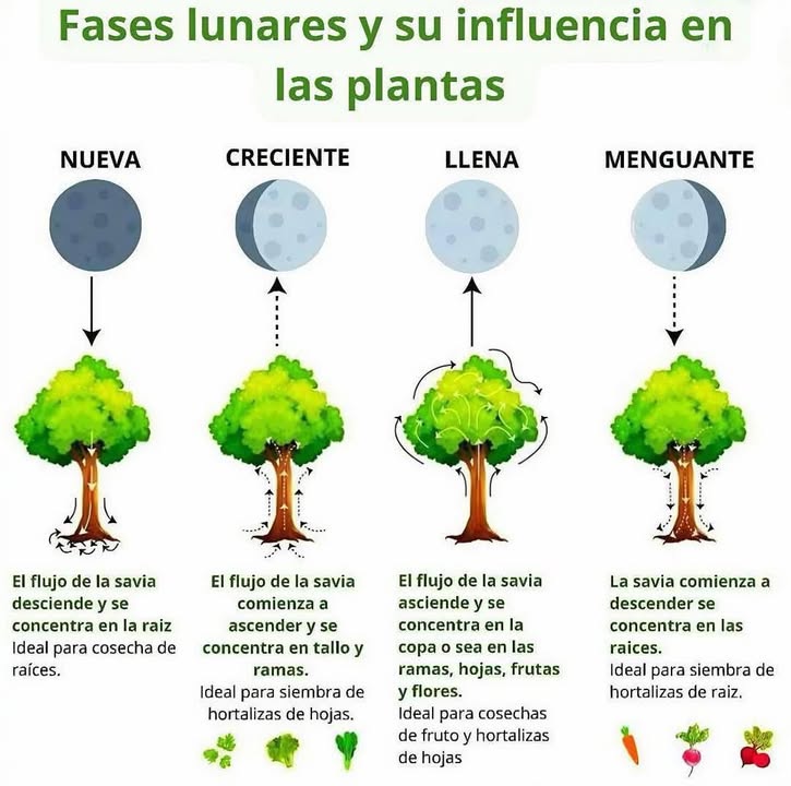 Las fases lunares y su influencia en las plantas Desde tiempos antiguos, agricultores y jardineros han observado cómo la luna influye en el crecimiento de los cultivos. Su fuerza gravitatoria y la luz nocturna afectan la savia, la germinación y hasta la cosecha. Fases lunares y cultivos recomendados: Luna nueva: Buen momento para preparar el terreno y abonar. Ideal para sembrar raíces como zanahoria 凌 o rábano. Cuarto creciente: La savia sube hacia arriba. Perfecto para sembrar hortalizas de fruto y hojas: tomate , lechuga 塞, maíz . Luna llena: Mayor energía y vitalidad. Favorece la cosecha, poda y recolección de frutos . Se recomienda evitar nuevas siembras. Cuarto menguante: La energía desciende hacia las raíces. Ideal para sembrar tubérculos papas 凜, cebollas 暈. Momento excelente para podar y eliminar plagas. La luna no solo ilumina las noches, también guía la agricultura. Seguir sus fases puede ayudarte a obtener cosechas más abundantes y saludables. #AgriculturaLunar #HuertoEnCasa #SabiduríaAncestral #FasesLunares