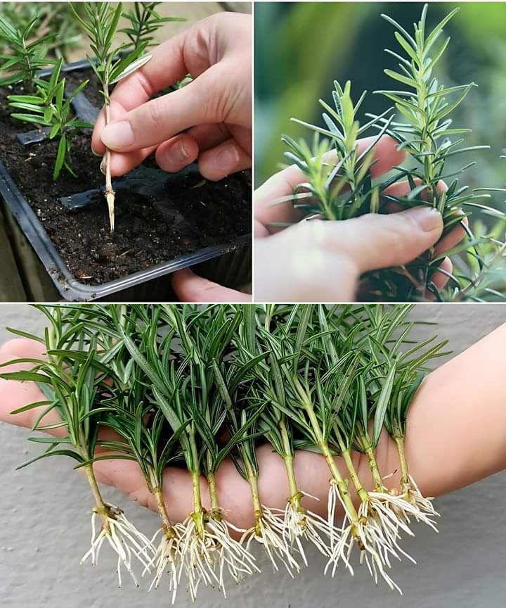 Te gustaría tener romero fresco siempre a mano para cocinar o aromatizar tu hogar? Esta planta es resistente, aromática y muy fácil de cultivar en casa. Aquí te dejo una guía práctica para lograrlo: 1. Elige el lugar ideal: El romero ama el sol. Coloca la maceta o tu cultivo en un sitio donde reciba al menos 6 horas diarias de luz directa. 2. Prepara el sustrato: Usa una mezcla ligera con buen drenaje. Lo ideal es combinar tierra de jardín con un poco de arena o perlita. 3. Siembra: Puedes plantar semillas o esquejes ramitas de una planta adulta. Si usas esquejes, deja que echen raíces en agua unos días antes de pasarlos a la tierra. 4. Riego: El romero no tolera el exceso de agua. Riégalo solo cuando la superficie del sustrato esté seca. 5. Cuidados: Poda con regularidad para estimular su crecimiento y mantener la forma del arbusto. Además, evita el uso de fertilizantes químicos: el compost o abono orgánico ligero es suficiente. 6. Cosecha: Cuando la planta tenga varias ramas, corta las puntas según necesites. Cuanto más la coseches, más crecerá. Propaga tu romero a partir de los retoños: Una de las mejores formas de multiplicar el romero es mediante retoños o brotes jóvenes. Elige ramas sanas de unos 10 cm, corta justo debajo de un nudo y retira las hojas inferiores. Coloca los esquejes en agua o directamente en sustrato húmedo. En unas semanas comenzarán a echar raíces y podrás trasplantarlos. Consejo: Colocar tu planta de romero cerca de la cocina o una ventana soleada no solo es práctico, también perfumará tu hogar de manera natural! Con un poco de luz, paciencia y cariño, tendrás romero fresco todo el año para tus platillos, infusiones o incluso para elaborar aceites aromáticos caseros. #HuertoEnCasa #Romero #PlantasAromáticas #AgriculturaUrbana #CultivoCasero #Sostenibilidad