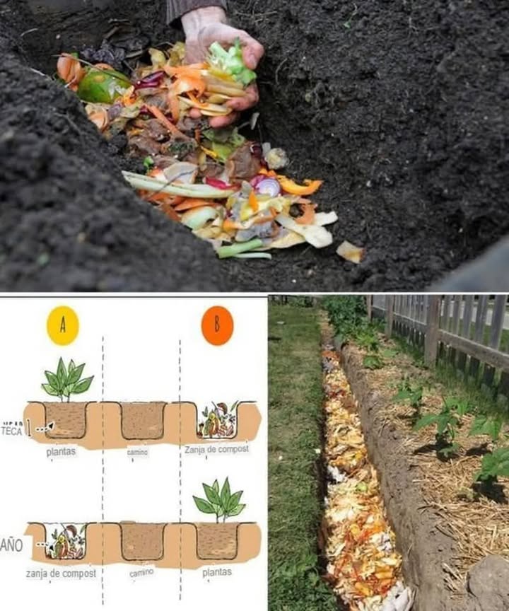 Compostaje en zanjas: recicla tus desechos y mejora tu suelo El compostaje en zanjas es una técnica sencilla, ideal para transformar desechos orgánicos de la cocina y jardín en un fertilizante natural que enriquece el suelo y ayuda a tus cultivos a crecer sanos. Paso a paso para compostaje en zanjas: 1 Elige la ubicación: Busca un lugar bien drenado y ligeramente sombreado en tu huerto o jardín. 2 Cava la zanja: Profundidad: 3050 cm Ancho: suficiente para tus desechos, normalmente 4060 cm 3 Agrega los materiales orgánicos: Restos de cocina: cáscaras de frutas y verduras, café, té. Desechos del jardín: hojas secas, pasto cortado, ramas pequeñas. Evita: carnes, huesos, lácteos o productos muy grasosos. 4 Alterna capas: Coloca una capa de restos verdes ricos en nitrógeno Luego una capa de restos secos ricos en carbono Repite hasta llenar la zanja. 5 Cubre con tierra: De 5 a 10 cm de tierra para acelerar la descomposición y evitar malos olores. 6 Cuida tu compost: Mantén ligeramente húmedo el contenido. Remueve de vez en cuando para oxigenar. En 23 meses tendrás humus listo para tus cultivos. Beneficios: Suelo más fértil y saludable Reduce residuos domésticos Mejora la retención de agua y la estructura del suelo Tip extra: Marca tus zanjas y hazlas rotativas cada temporada para mantener siempre compost fresco en tu huerto. #Compostaje #HuertoEnCasa #FertilizanteOrgánico #AgriculturaSostenible