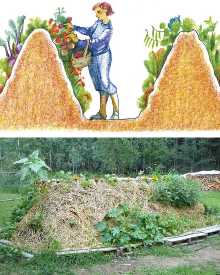 Hügelbeet: El bancal elevado que alimenta tus plantas durante años El Hügelbeet o bancal elevado con troncos es una técnica de origen alemán que imita el ciclo natural del bosque, aprovechando madera y materia orgánica en descomposición para nutrir la tierra. Ventajas: Suelo rico en nutrientes por años 蝹 Mejor retención de humedad Mayor temperatura del suelo, ideal para climas fríos Reutiliza residuos de poda y jardín Cómo hacerlo paso a paso: 1 Escoge el lugar y marca el área del bancal. 2 Excava una zanja de unos 30-50 cm de profundidad. 3 Coloca troncos y ramas gruesas en el fondo. 4 Añade ramas pequeñas, hojas secas y compost. 5 Cubre con tierra fértil y forma un montículo. 6 Planta tus cultivos y riega bien. 凌 El Hügelbeet es perfecto para hortalizas, hierbas y flores, y requiere menos fertilización a largo plazo. #Hügelbeet #BancalElevado #AgriculturaRegenerativa #HuertoEcológico #Permacultura