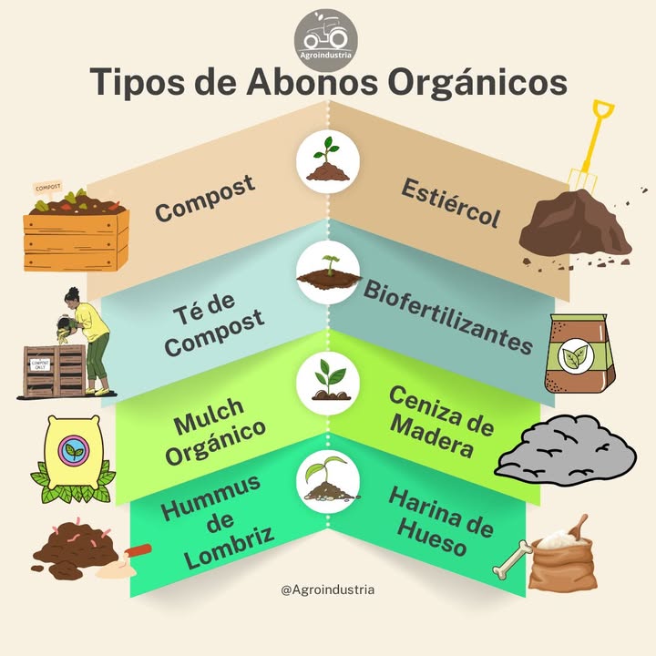 La fertilización orgánica es un pilar clave en la agricultura sostenible, ya que promueve la salud del suelo y de los cultivos de manera natural, sin recurrir a productos químicos sintéticos. Este enfoque tiene numerosos beneficios tanto para los agricultores como para el medio ambiente . Beneficios de la fertilización orgánica: 1. Mejora la salud del suelo La fertilización orgánica enriquece el suelo al aportar materia orgánica, como compost, estiércol o residuos de plantas. Esto mejora la estructura del suelo, haciéndolo más esponjoso, lo que facilita la retención de agua y la aireación. Un suelo saludable promueve raíces fuertes y plantas más vigorosas . 2. Aumenta la biodiversidad del suelo 裂 Los fertilizantes orgánicos fomentan la vida en el suelo, atrayendo una rica variedad de microorganismos, lombrices y hongos. Estos organismos descomponen la materia orgánica y liberan nutrientes que las plantas pueden absorber fácilmente. Esta actividad biológica también ayuda a mantener el equilibrio natural, mejorando la fertilidad a largo plazo. 3. Nutrientes equilibrados y de liberación lenta 離 A diferencia de los fertilizantes sintéticos, que liberan nutrientes de manera rápida, los fertilizantes orgánicos proporcionan una liberación lenta y constante de nutrientes esenciales nitrógeno, fósforo, potasio, etc., lo que evita la sobre-fertilización y asegura que las plantas reciban nutrientes de manera gradual, según lo necesiten. 4. Reducción de la contaminación Los fertilizantes orgánicos no contienen químicos agresivos que pueden filtrarse en ríos y lagos, reduciendo el riesgo de contaminación de agua y la eutrofización exceso de nutrientes en cuerpos de agua. Esto protege los ecosistemas acuáticos y la calidad del agua para el consumo humano y animal. 5. Fomento de la sostenibilidad agrícola Al utilizar fuentes de nutrientes renovables y reciclables, como compost, estiércol o residuos de cultivos, se cierra el ciclo de los nutrientes en la granja. Esto disminuye la dependencia de fertilizantes químicos costosos y no renovables, haciendo la agricultura más económica y respetuosa con el medio ambiente . 6. Mejora la resistencia a plagas y enfermedades Los suelos saludables y bien nutridos producen plantas más resistentes a enfermedades y plagas. Un equilibrio adecuado de nutrientes y microorganismos ayuda a crear un ecosistema agrícola más resiliente, reduciendo la necesidad de pesticidas y herbicidas químicos. 7. Captura de carbono y mitigación del cambio climático La materia orgánica mejora la capacidad del suelo para almacenar carbono, ayudando a reducir la cantidad de CO2 en la atmósfera. Esto convierte la fertilización orgánica en una herramienta clave en la lucha contra el cambio climático, ya que ayuda a mitigar los efectos del calentamiento global. 8. Fomento de la calidad alimentaria El uso de fertilizantes orgánicos produce alimentos con mayor valor nutritivo, ya que las plantas absorben nutrientes de forma equilibrada y natural. Esto puede mejorar el sabor, la textura y el contenido de vitaminas y minerales en frutas, verduras y cereales. Fuentes comunes de fertilizantes orgánicos: Compost: Producto de la descomposición de residuos orgánicos . Estiércol: Proveniente de ganado, aves o caballos . Humus de lombriz: Excrementos de lombrices que enriquecen el suelo 缾. Restos de cultivos: Residuos de cosechas o plantas cultivadas . Abonos verdes: Plantas cultivadas y luego incorporadas al suelo para mejorar la fertilidad . En resumen, la fertilización orgánica es vital para promover una agricultura sostenible, protegiendo el medio ambiente y asegurando la salud a largo plazo de los suelos y los cultivos. Es una inversión para el futuro, que beneficia tanto al agricultor como al ecosistema global.