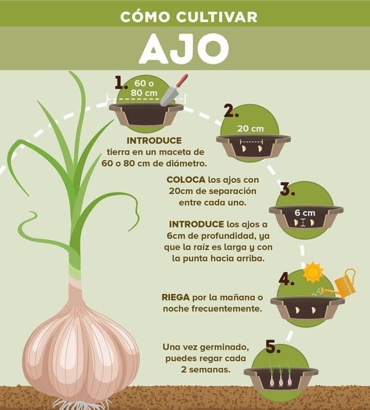 Cómo cultivar ajo en maceta y cuidarlo - Conceptos básicos del cultivo de ajo en macetas: El ajo necesita tiempo para crecer, aproximadamente de 8 a 9 meses desde el diente hasta la cabeza lista para cosechar. - Plantación: En otoño, usa una mezcla de tierra para macetas y compost. Separa los dientes sin pelar y entiérralos con la punta hacia arriba, a unos 5-10 cm de distancia. - Cuidados: Riégalos regularmente, especialmente durante el invierno. Añade un mantillo de 5 cm para proteger los bulbos del frío. - Selección de maceta: Usa macetas de plástico, cerámica o piedra con buen drenaje, al menos 8 pulgadas de profundidad. - Tierra: Mezcla tierra para macetas con compost 3:1 para un suelo que drene bien pero sea nutritivo. - Cuidado invernal: Coloca la maceta en un lugar soleado y protegido en climas fríos. - Cosecha: A principios del verano, cuando las hojas estén 50% amarillas, es el momento de cosechar. Espero que te sea útil para tu proyecto de cultivar ajo en maceta!